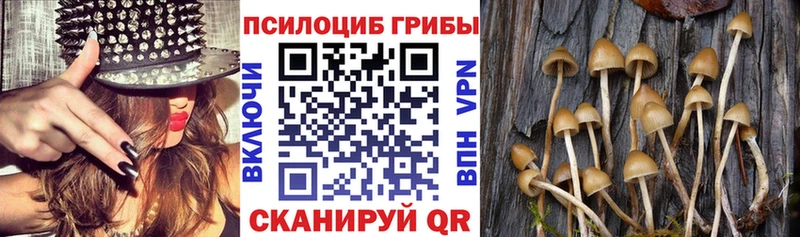 закладки  блэк спрут tor  Псилоцибиновые грибы Psilocybe  Киржач 